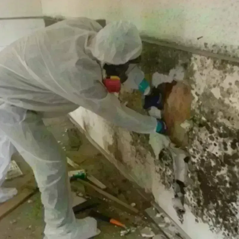 Mold Remediation and Removal in Marietta, WA